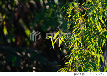 Green bamboo leaves glowing natural sunlight soft bokeh background creating fresh tropical nature backdrop tranquil outdoor atmosphere Green bamboo leaves glowing natural sunlight soft bokeh background creating fresh tropical nature backdrop tranquil outdoor atmosphere 140051747