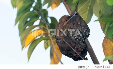 Close-up image of a dark green custard apple either overripe or rotten and dry hanging from a branch. Yellowish-green leaves surround the fruit, against a bright and slightly blurred background. Close-up image of a dark green custard apple either overripe or rotten and dry hanging from a branch. Yellowish-green leaves surround the fruit, against a bright and slightly blurred background. 140051758
