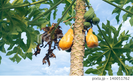 Cluster of ripe orange papayas and unripened green ones hanging directly from a tropical papaya tree trunk. Large green leaves frame the fruits under a bright daytime sky. Cluster of ripe orange papayas and unripened green ones hanging directly from a tropical papaya tree trunk. Large green leaves frame the fruits under a bright daytime sky. 140051762