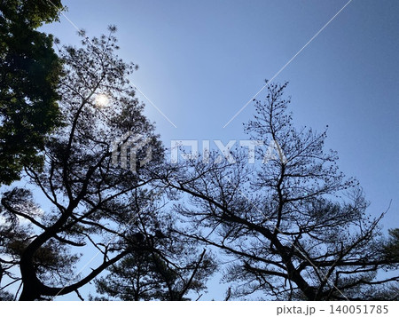 青空と樹木のシルエットが織りなす幻想的な自然風景 青空と樹木のシルエットが織りなす幻想的な自然風景 140051785
