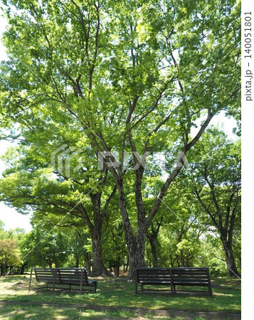 大樹のふもとで心ほどけるひととき。爽快な五月晴れと緑に包まれた憩いの広場 140051801