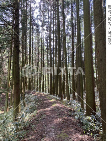 木漏れ日が差し込む杉林の散策路と森林風景 木漏れ日が差し込む杉林の散策路と森林風景 140051989