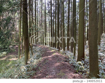 木漏れ日が照らす杉林の尾根道と静かな森林風景 木漏れ日が照らす杉林の尾根道と静かな森林風景 140052011