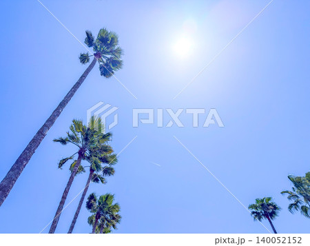青空に向かって伸びるヤシの木と太陽 青空に向かって伸びるヤシの木と太陽 140052152