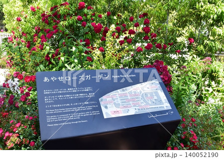 神奈川県綾瀬市　あやせローズガーデン入口案内板と満開バラの花 140052190
