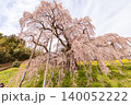 満開の三春滝桜 140052222