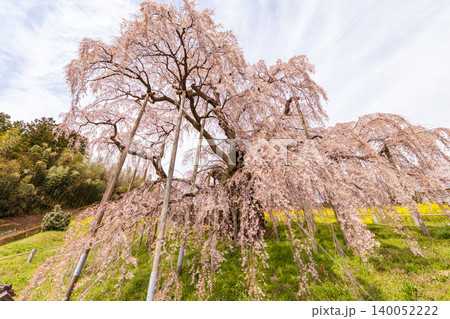 満開の三春滝桜 140052222