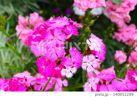 ピンクのビジョナデシコの花 ピンクのビジョナデシコの花 140052289