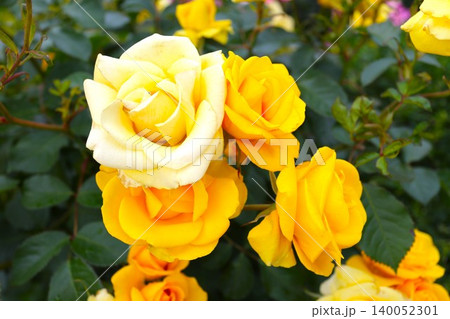 ミニ薔薇 140052301