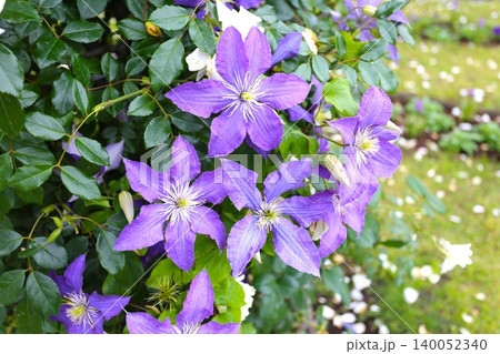 紫色の花のクレマチス 紫色の花のクレマチス 140052340