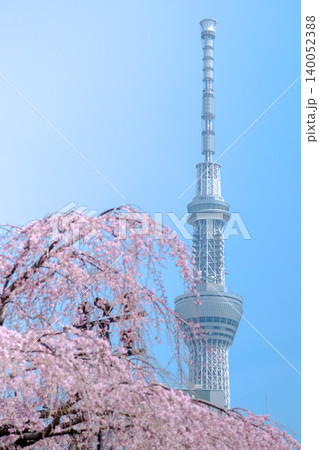青空に映える桜とスカイツリー 青空に映える桜とスカイツリー 140052388