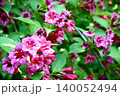オオベニウツギ 140052494