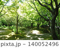 緑の木漏れ日の中で 140052496