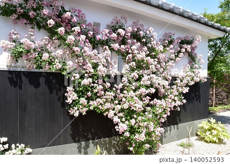 神奈川県綾瀬市 あやせローズガーデン古都の庭散策路と満開バラの花 神奈川県綾瀬市 あやせローズガーデン古都の庭散策路と満開バラの花 140052593