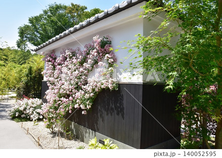 神奈川県綾瀬市 あやせローズガーデン古都の庭散策路と満開バラの花 神奈川県綾瀬市 あやせローズガーデン古都の庭散策路と満開バラの花 140052595