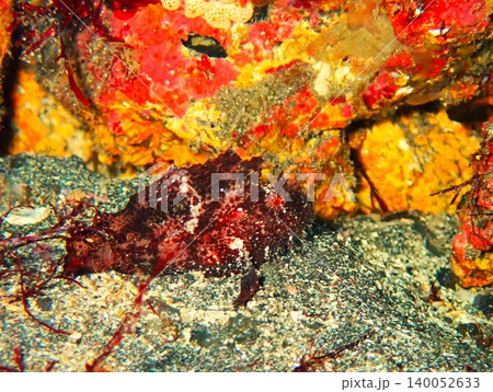 伊豆大島・秋の浜で撮影したハダカハオコゼ 伊豆大島・秋の浜で撮影したハダカハオコゼ 140052633