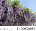 藤の花のある風景 140052669