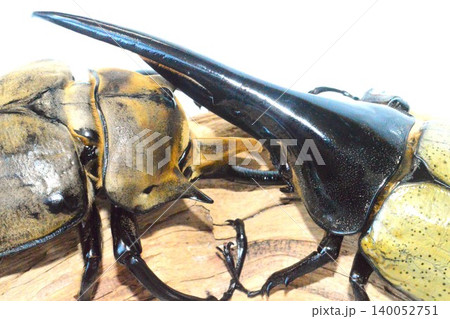 ヘラクレスオオカブトVSエレファスゾウカブトの樹木の上での戦い　白背景 140052751