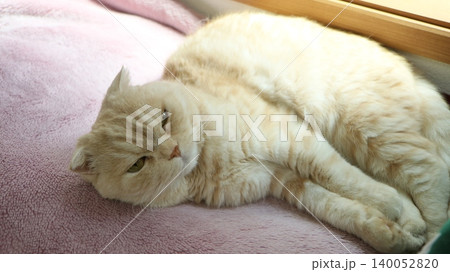 寝転ぶ猫 寝転ぶ猫 140052820