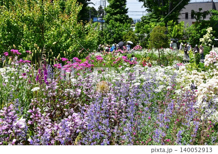 神奈川県綾瀬市　あやせローズガーデン散策路の満開花々 140052913