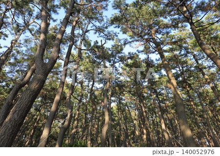 静岡県・沼津市・千本松原 140052976