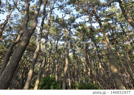 静岡県・沼津市・千本松原 静岡県・沼津市・千本松原 140052977