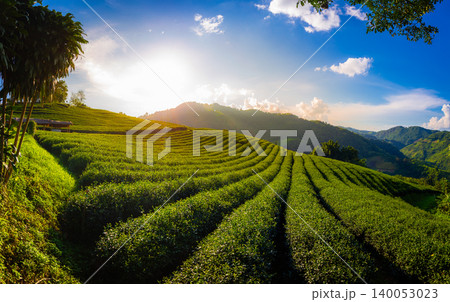 Beautiful landscape of 101 tea plantation in bright day on blue sky with sunlight background , tourist attraction at Doi Mae Salong Mae Fah Luang Chiang Rai province in thailand. 140053023