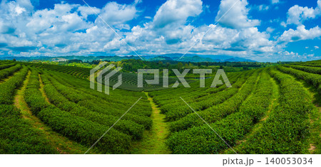 Landscape panorama view of tea plantation with cloud sky background at choui fong farm, Chiang Rai, Thailand is Top tourist destinations. Landmark of Chiang Rai Landscape panorama view of tea plantation with cloud sky background at choui fong farm, Chiang Rai, Thailand is Top tourist destinations. Landmark of Chiang Rai 140053034