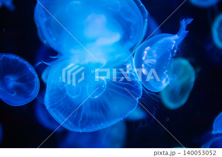 Closeup of jellyfish were glowing, creating a beautiful sight. Abstract copy space background Closeup of jellyfish were glowing, creating a beautiful sight. Abstract copy space background 140053052