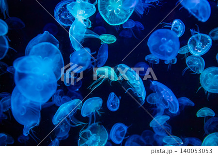 Many jellyfish were glowing, creating a beautiful sight. Abstract copy space background Many jellyfish were glowing, creating a beautiful sight. Abstract copy space background 140053053