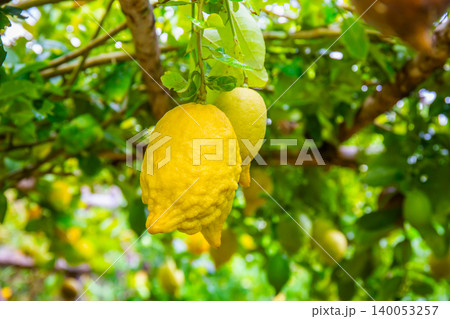 Bunches of fresh yellow ripe lemons in garden. Copy space background 140053257