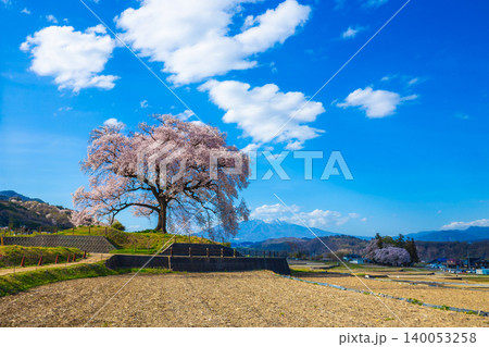 Wanitsuka no Sakura large 330 year old cherry tree in full bloom with blue sky background is a symbol of Nirasaki, Yamanashi Japan. Wanitsuka no Sakura large 330 year old cherry tree in full bloom with blue sky background is a symbol of Nirasaki, Yamanashi Japan. 140053258