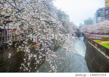 Cherry blossoms blooming on a rainy day at Meguro River Tokyo Jpan 140053354