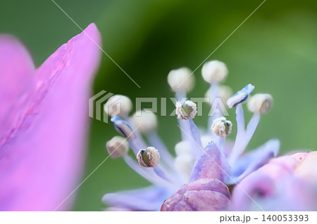 可愛い紫陽花の蕊 140053393