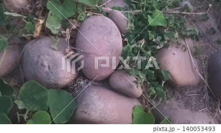 fresh potatoes on the tree fresh potatoes on the tree 140053493
