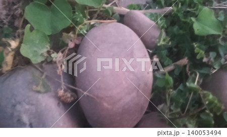 Tomato plant on tree 140053494