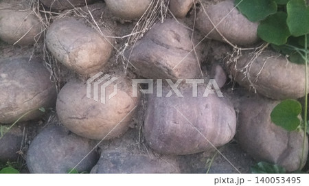 a bunch of white tomato a bunch of white tomato 140053495