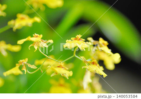 yellow oncidium orchid or yellow orchid flower or Oncidium sp or ORCHIDACEAE or yellow flower yellow oncidium orchid or yellow orchid flower or Oncidium sp or ORCHIDACEAE or yellow flower 140053584