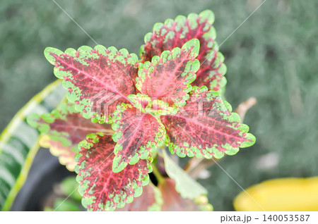 Coleus, Labiatae or Lamiaceae or Painted Nettle or Plectranthus scutellarioides or Solenostemon scutellarioides or bicolor plant or red and green leaf Coleus, Labiatae or Lamiaceae or Painted Nettle or Plectranthus scutellarioides or Solenostemon scutellarioides or bicolor plant or red and green leaf 140053587