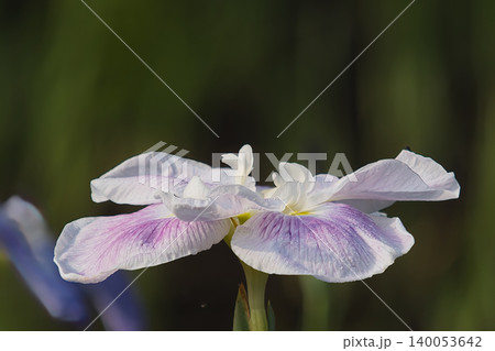 美しい花菖蒲 140053642