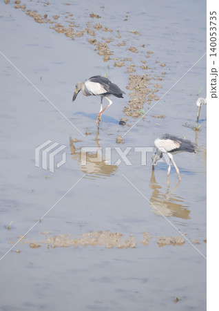Anastomus oscitans, Asian openbill or Asian Openbill stork or Ciconia boyciana or  Oriental stork or bird 140053735
