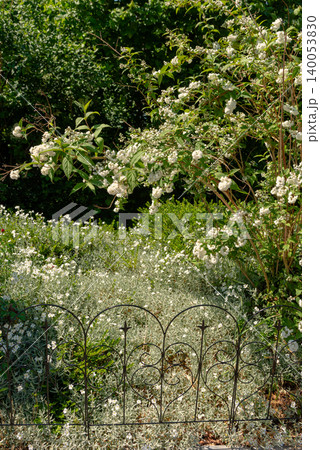 English Cottage Garden Patch English Cottage Garden Patch 140053830