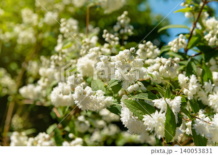White Jasmine Flowers Bloom 140053831