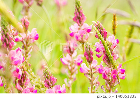 Pink Wildflowers Field Closeup Pink Wildflowers Field Closeup 140053835