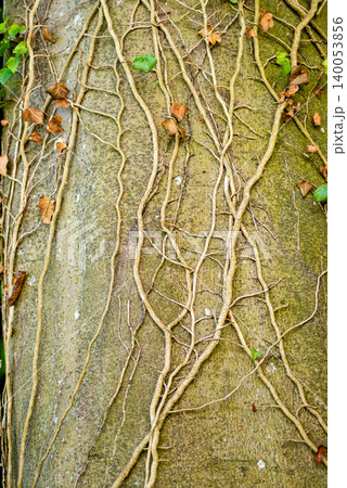 Creeping Ivy Vines on Wooden Tree Trunk Creeping Ivy Vines on Wooden Tree Trunk 140053856