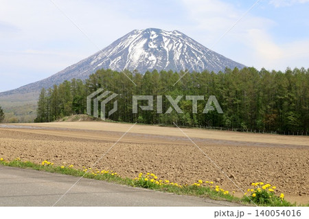五月の北海道、ニセコ、倶知安、蝦夷富士、羊蹄山、ようてい、残雪残る羊蹄山、青空に映える北海道の雄 五月の北海道、ニセコ、倶知安、蝦夷富士、羊蹄山、ようてい、残雪残る羊蹄山、青空に映える北海道の雄 140054016