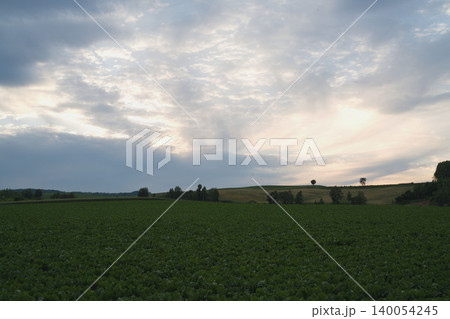 北海道の美瑛の田畑と空の雲、シルエットの一本の木と丘、6月の初夏のドラマチック夕景 北海道の美瑛の田畑と空の雲、シルエットの一本の木と丘、6月の初夏のドラマチック夕景 140054245