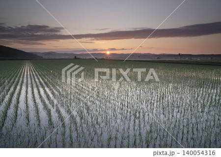 北海道の田植え後の水鏡水田と夕陽、前景のタンポポ綿毛、6月の絶景田園風景、上富良野 北海道の田植え後の水鏡水田と夕陽、前景のタンポポ綿毛、6月の絶景田園風景、上富良野 140054316