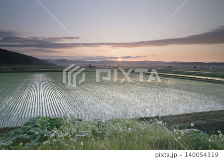 北海道の沈む夕陽と水鏡水田、前景にタンポポ綿毛、6月の上富良野の絶景田園風景 北海道の沈む夕陽と水鏡水田、前景にタンポポ綿毛、6月の上富良野の絶景田園風景 140054319