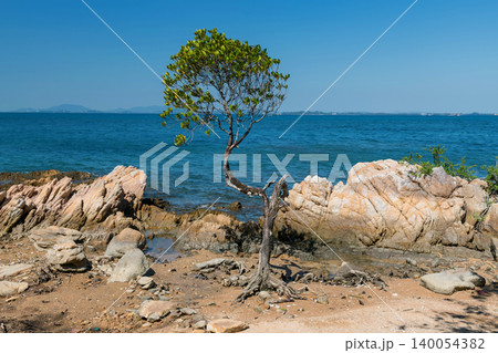 Mangrove tree by seashore and turquoise ocean, Ko Man Klang, Rayong Mangrove tree by seashore and turquoise ocean, Ko Man Klang, Rayong 140054382